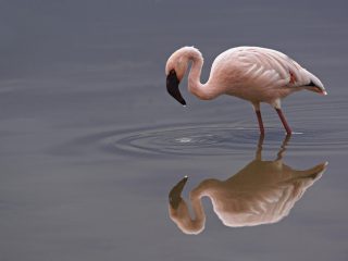 Lesser Flamingo, Lake Nakuru Natiional Park, Kenya