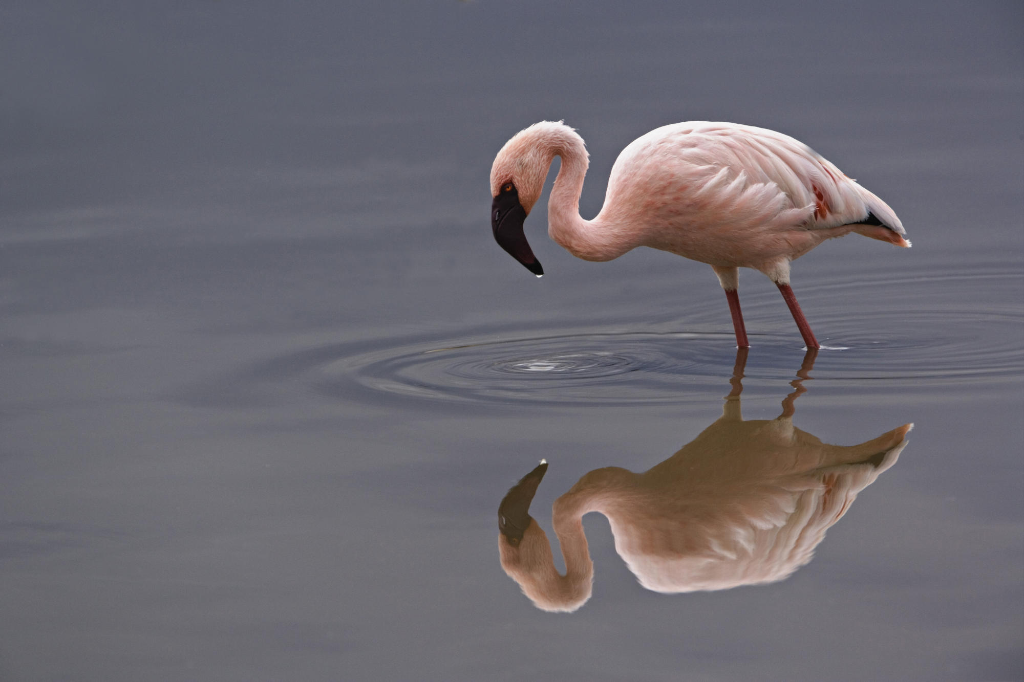 Lesser Flamingo, Lake Nakuru Natiional Park, Kenya