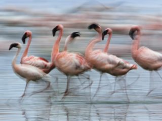 Lesser Flamingos In Motion, Lake Nakuru National Park, Kenya