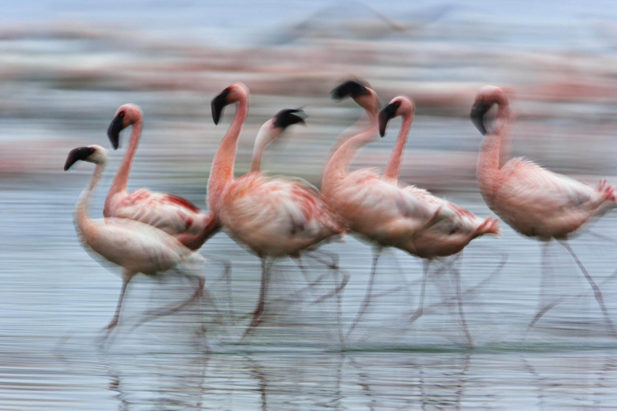 Lesser Flamingos In Motion, Lake Nakuru National Park, Kenya