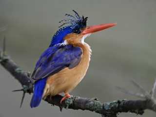 Malachine Kingfisher, Lake Nakuru National Park, Kenya