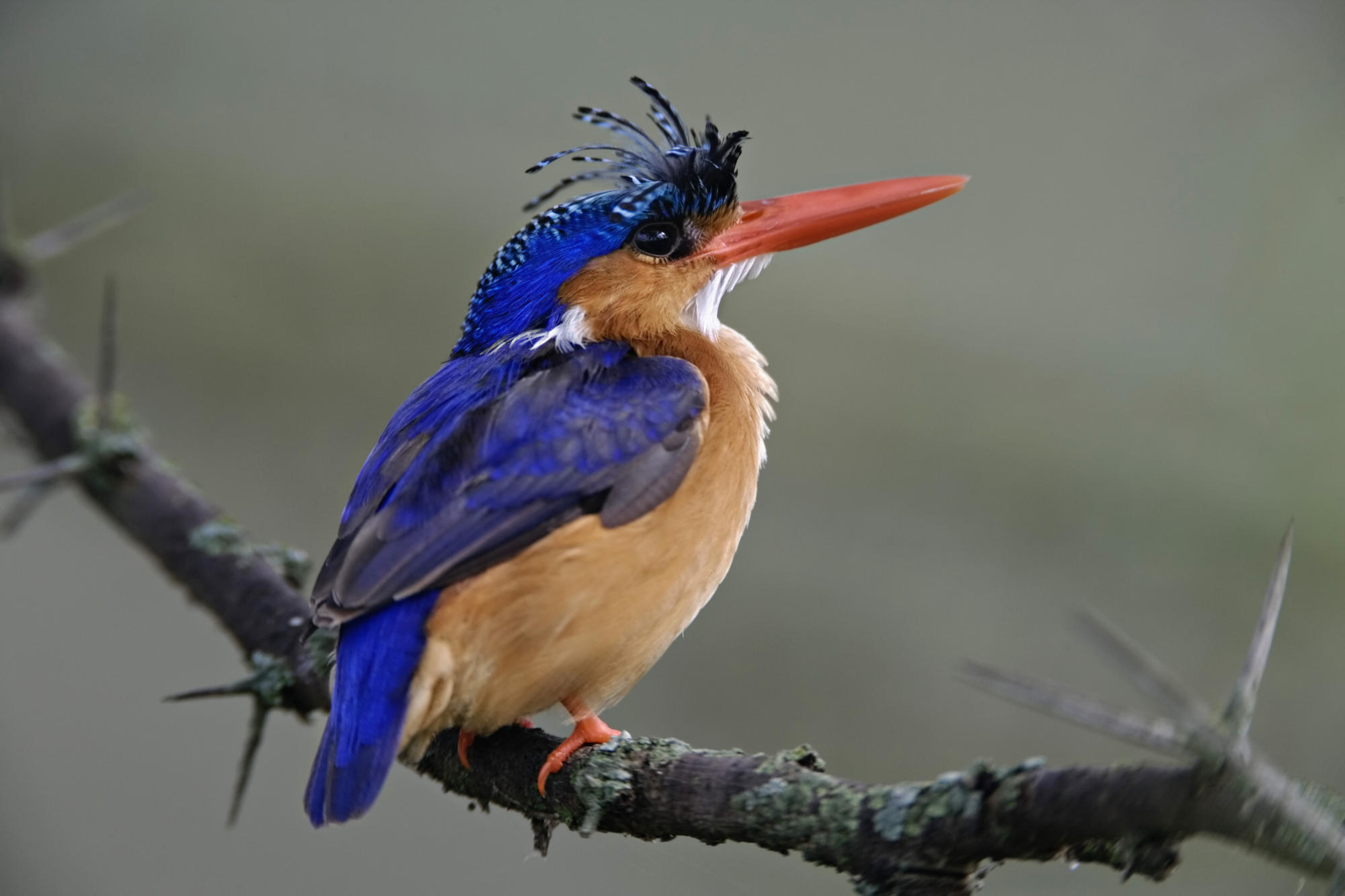 Malachine Kingfisher, Lake Nakuru National Park, Kenya