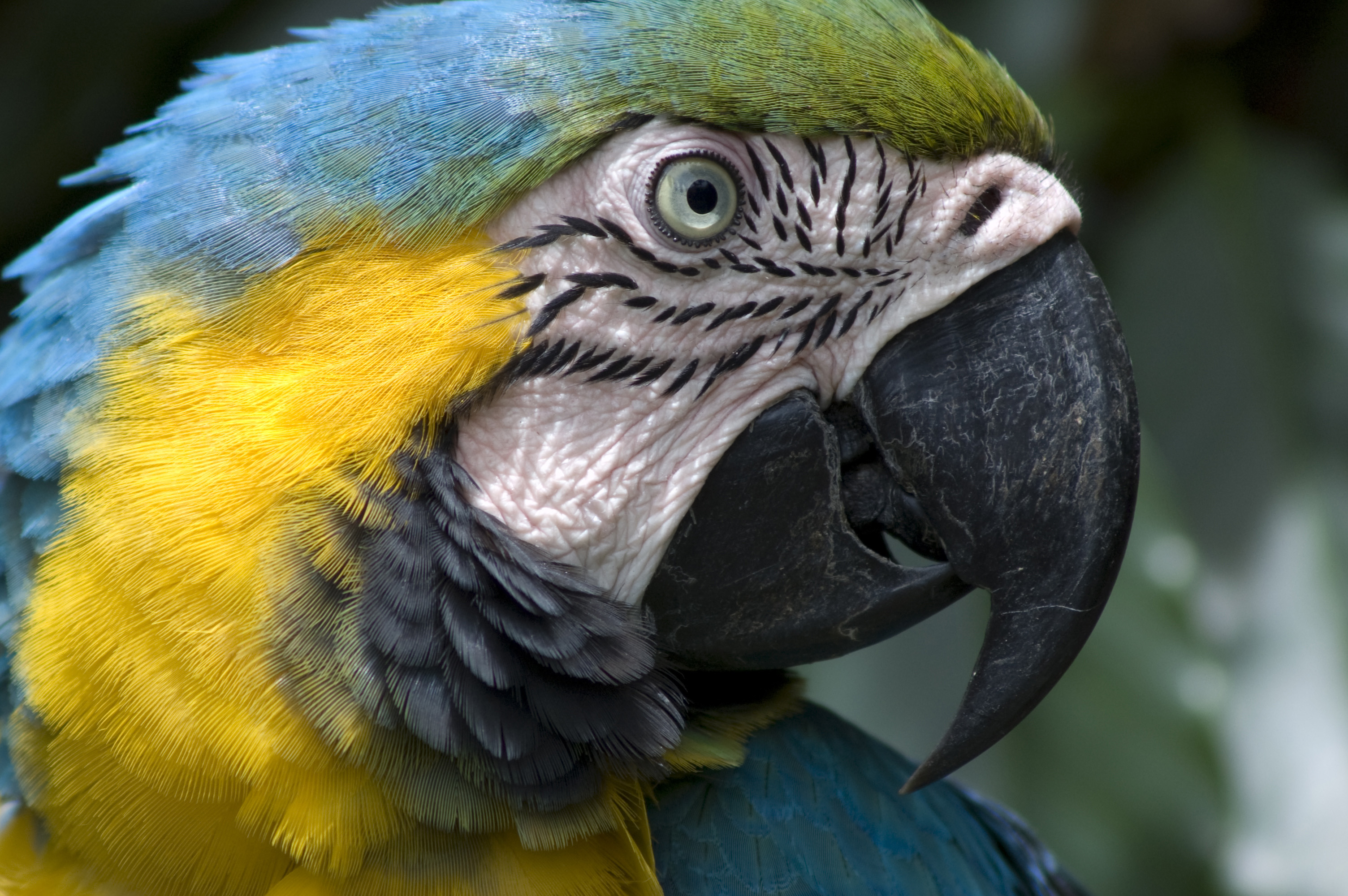 Клюв попугая. Птицы попугаи ара. Жёлто-зелёный ямайский ара. Желтокрылый ара. Волнистый ара.