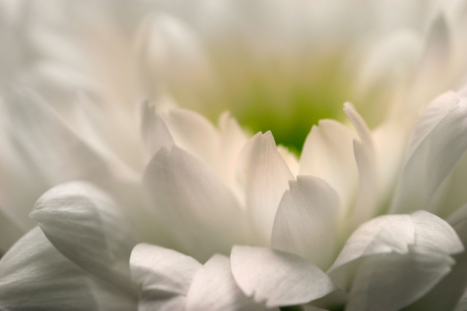 White Chrysanthemum