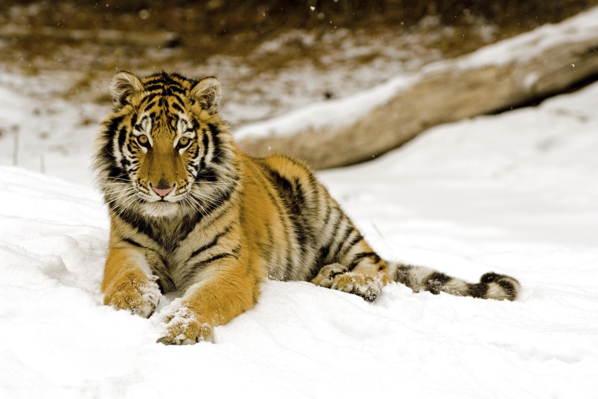 Tiger (panthera Tigris Tigris)