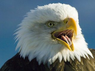 Bald Eagle (haliaeetus Leucocephalus),