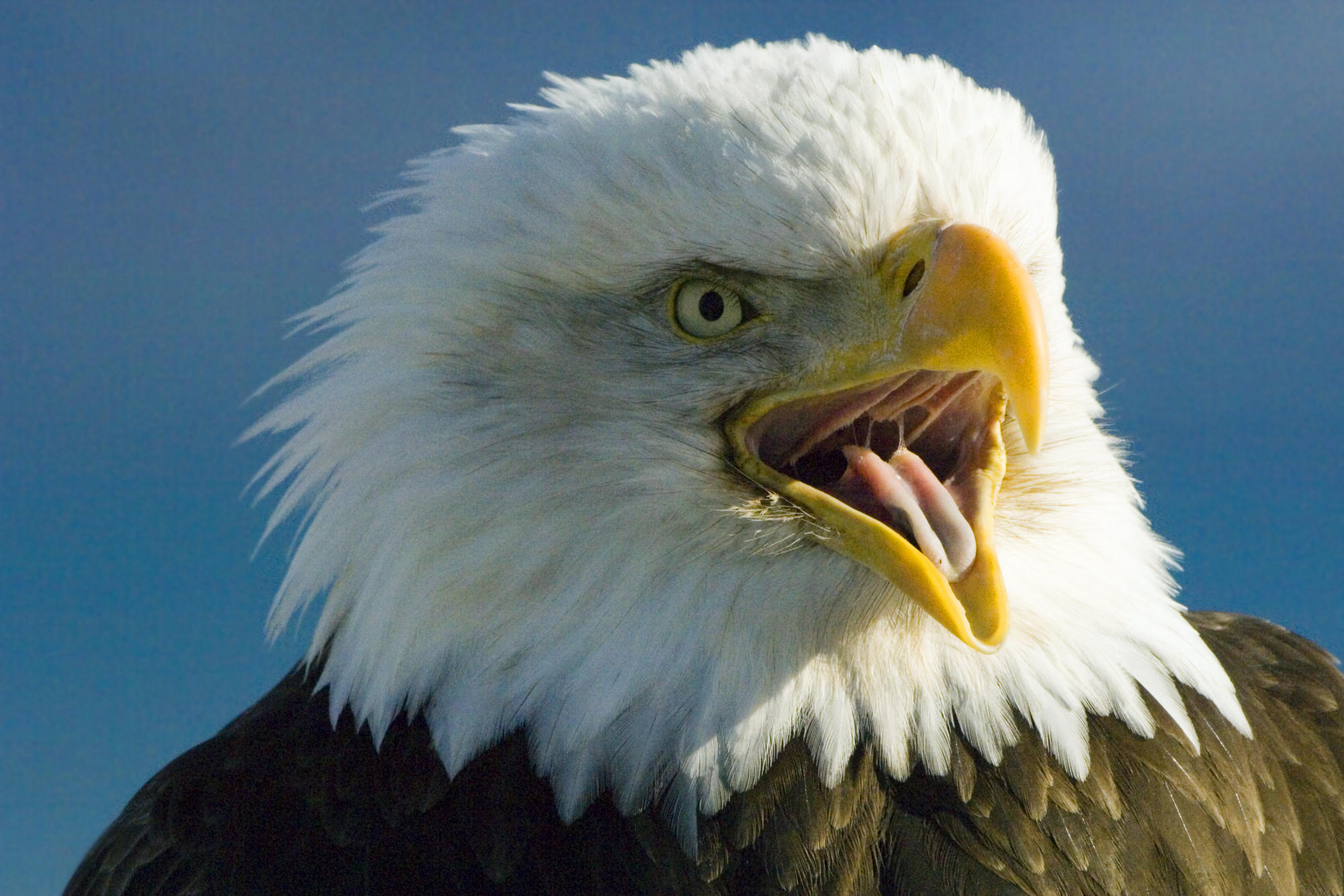 Bald Eagle (haliaeetus Leucocephalus),