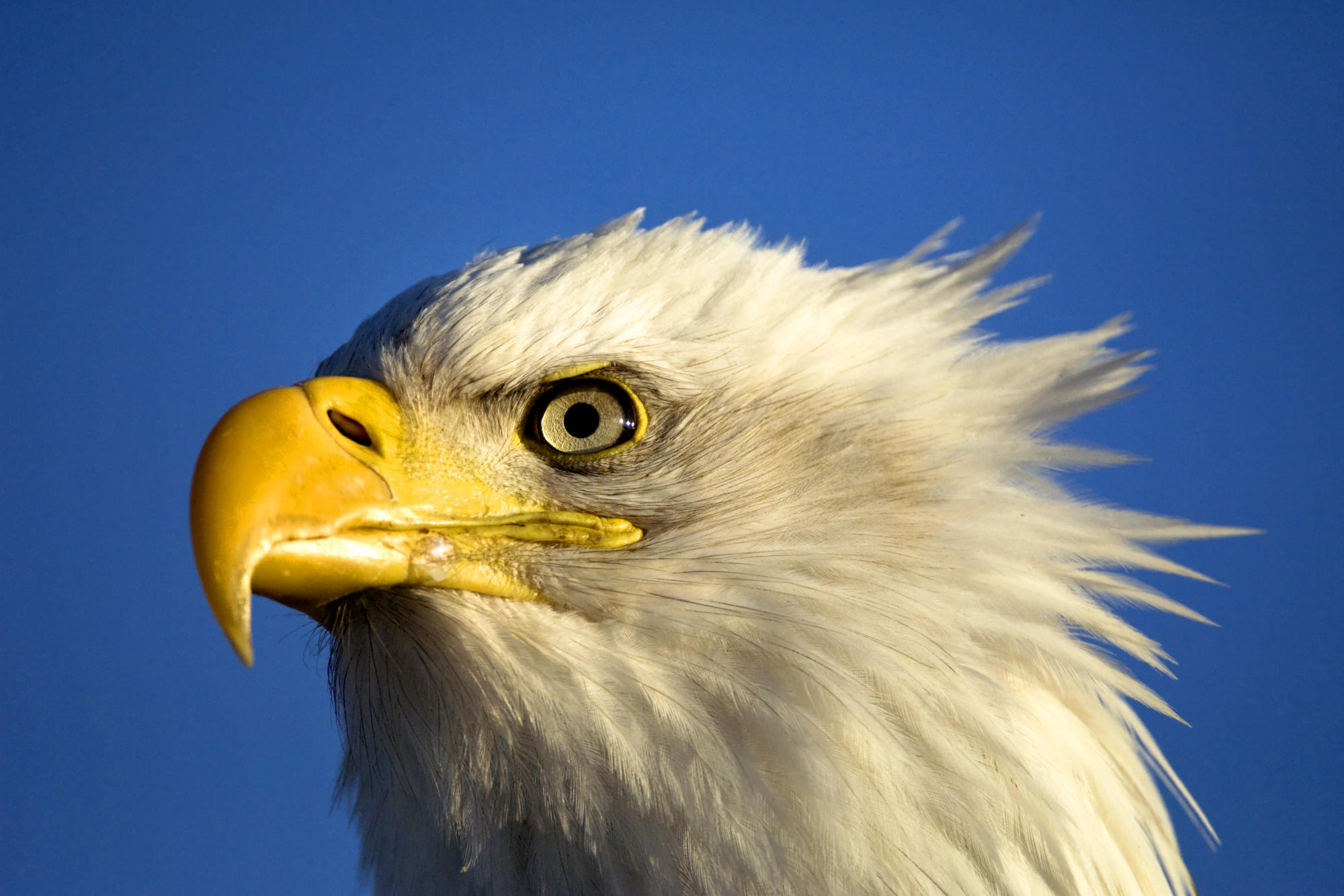 Bald Eagle (haliaeetus Leucocephalus),