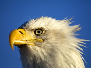 Bald Eagle (haliaeetus Leucocephalus),