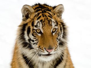 Tiger (panthera Tigris Tigris)