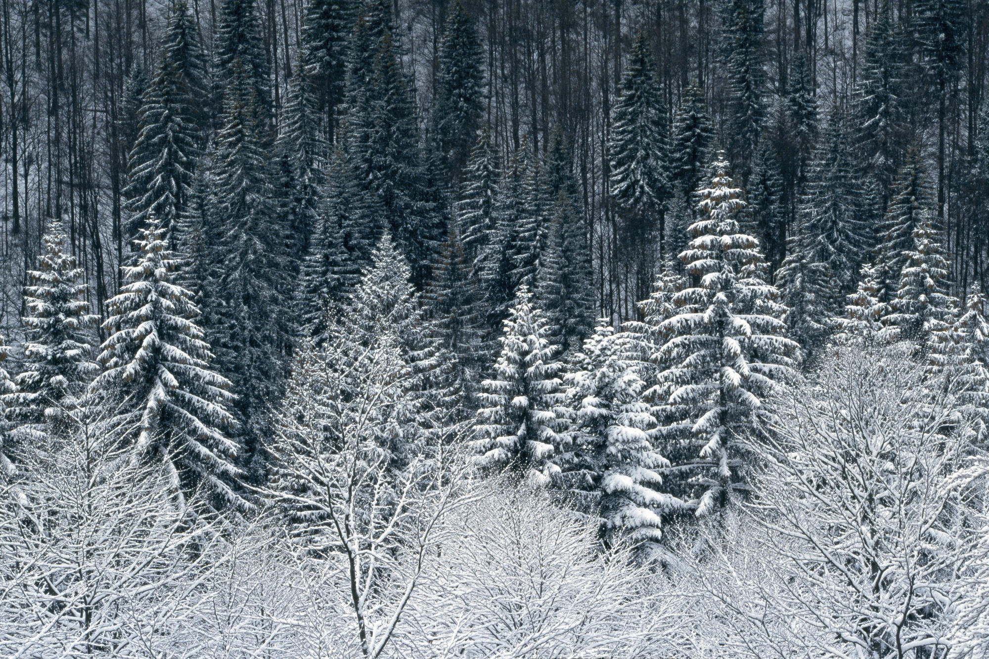 В тайге продолжительная холодная зима. Ель Сибирская темнохвойная. Зимняя Тайга. Зимний лес. Заснеженный лес.