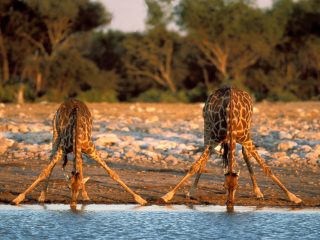 Girafes Au Point D’eau