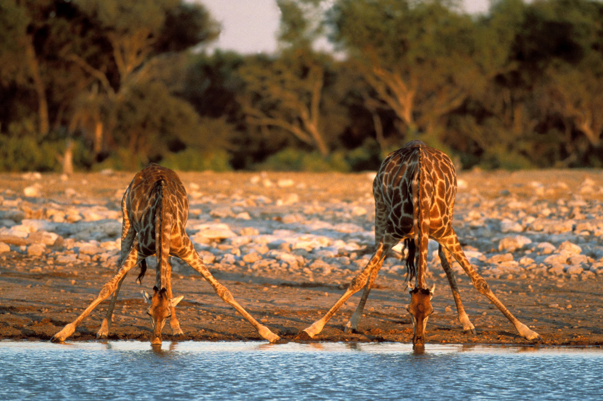 Girafes Au Point D’eau