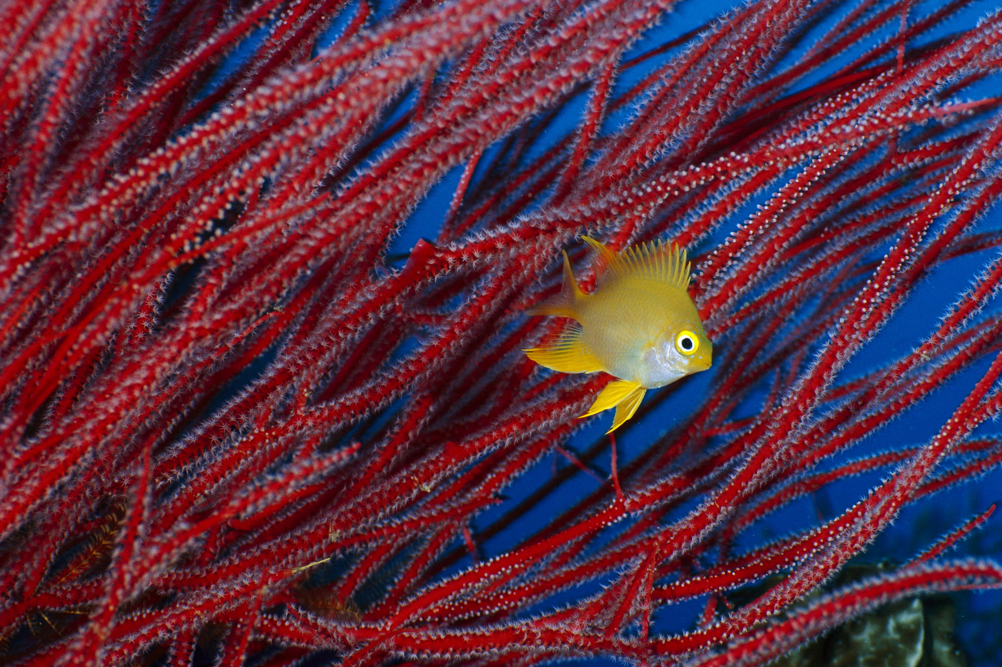 Рыба хамелеон. Тропические рыбы. Рыба хамелеон красное море. Красно желтая рыба. Damselfish рыба.