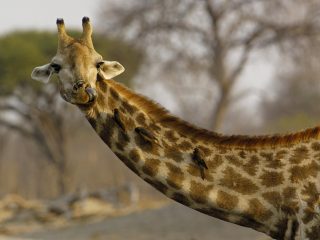 Giraffe