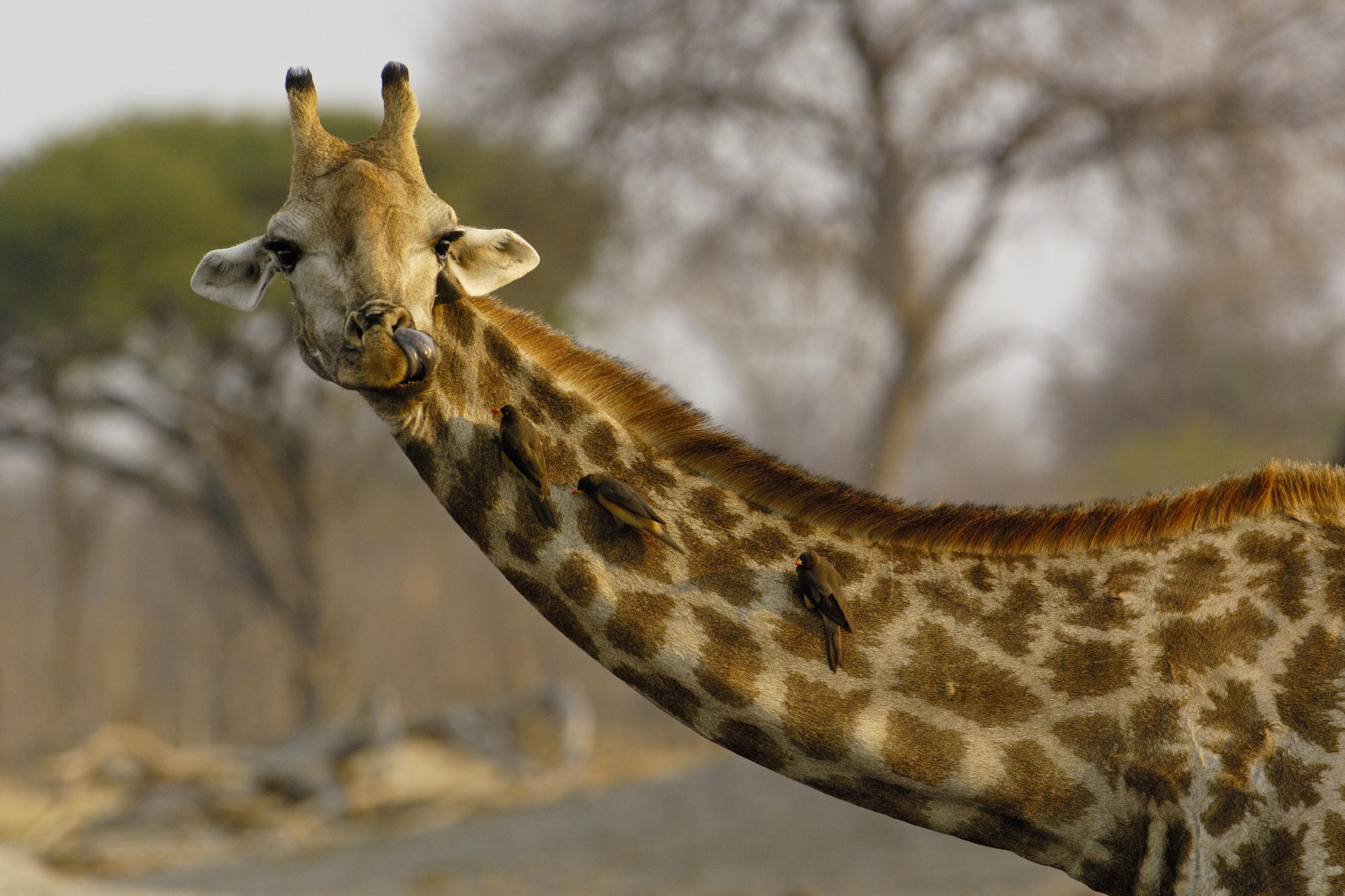 Giraffe