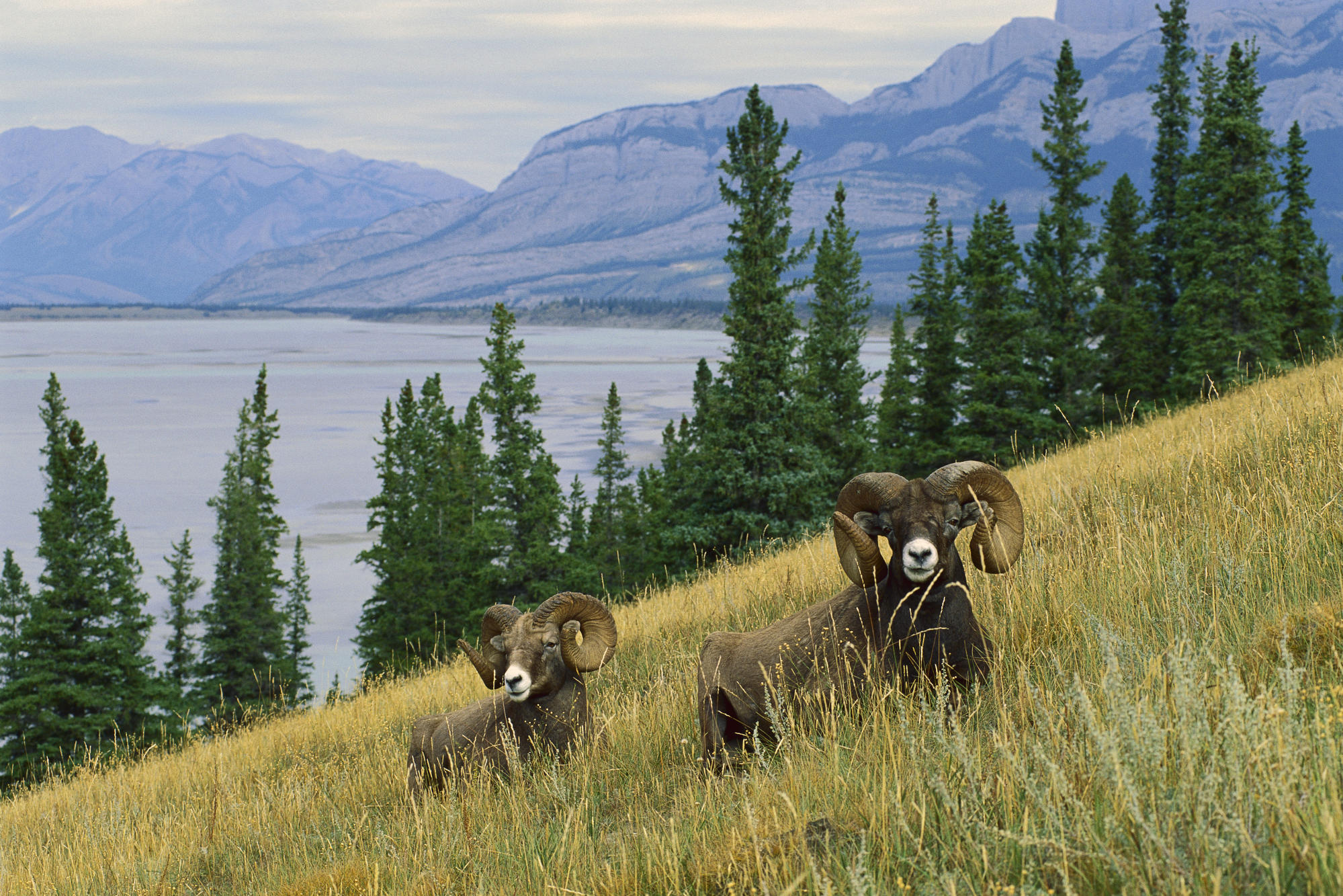 Дикая природа планеты. Тянь-шаньский горный баран. Плато Путорана животные. Горный баран Аляски. Фауна тайги Северной Америки.