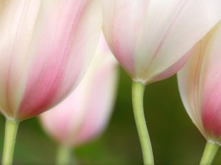 Pastel Tulips, Washington