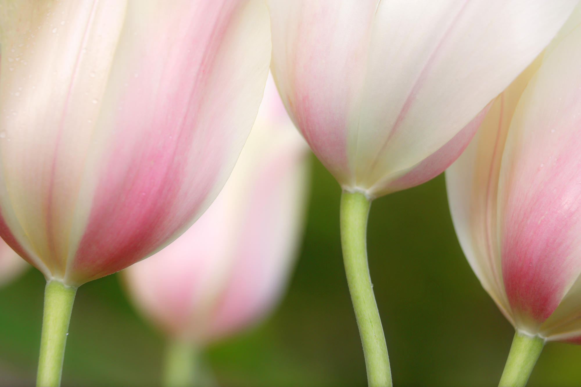 Pastel Tulips, Washington