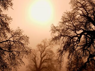 Oak Trees In Morning Mist, California