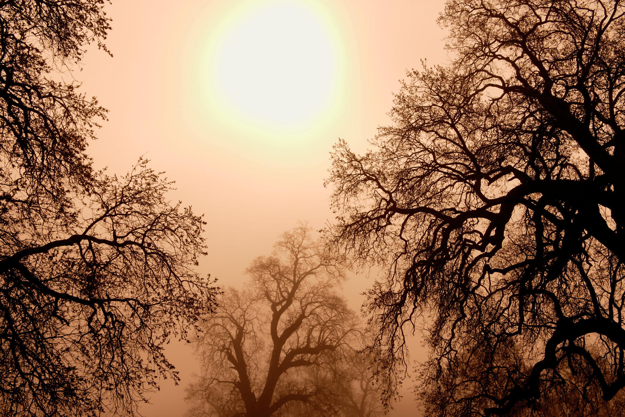 Oak Trees In Morning Mist, California