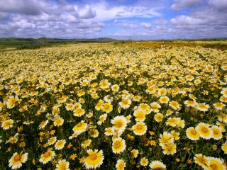 Wildflowers, Carrizo Plain National Monument, Ca