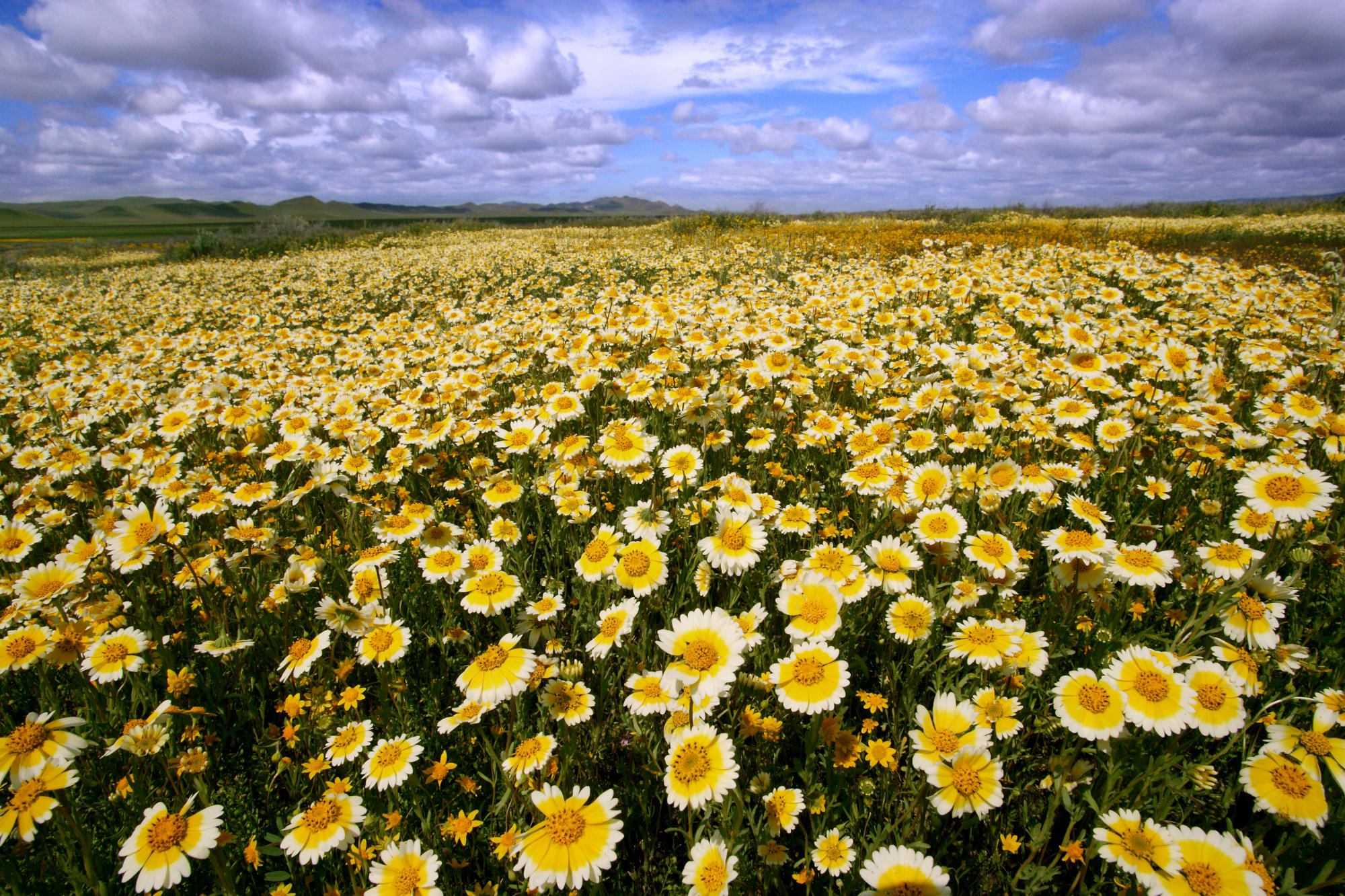 Wildflowers, Carrizo Plain National Monument, Ca