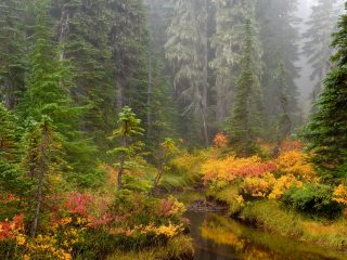 Forest Brook, Mount Rainier National Park