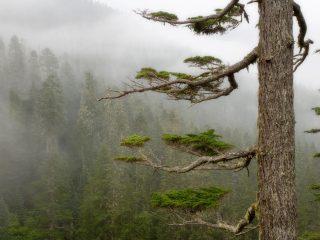Foggy Forest, Mount Rainier National Park