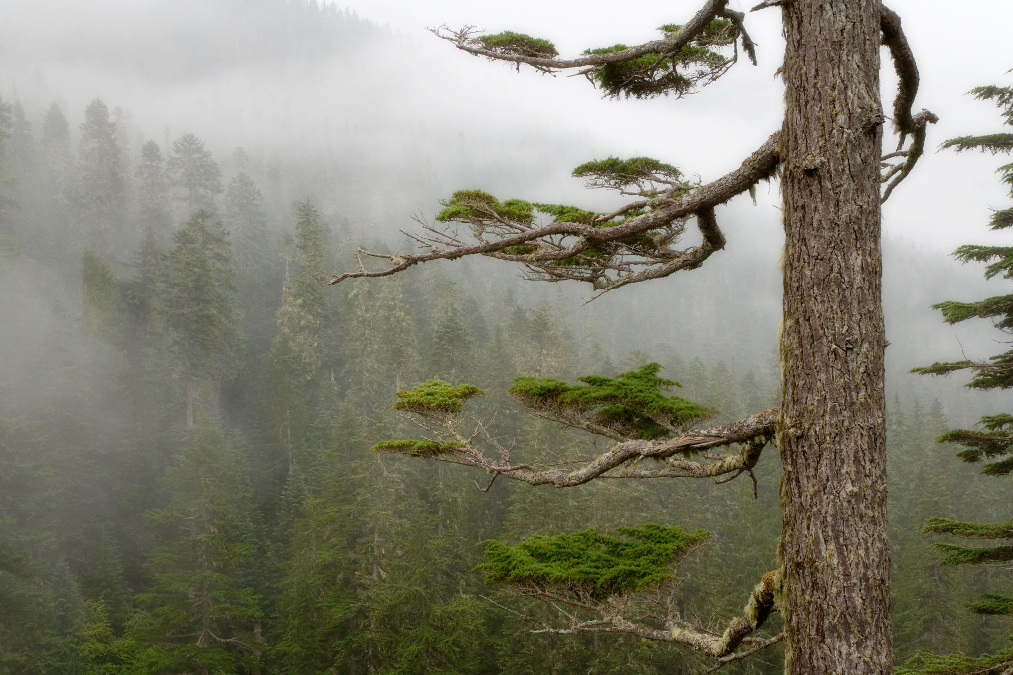 Foggy Forest, Mount Rainier National Park