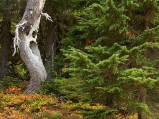 Ghost Tree, Mount Rainier National Park