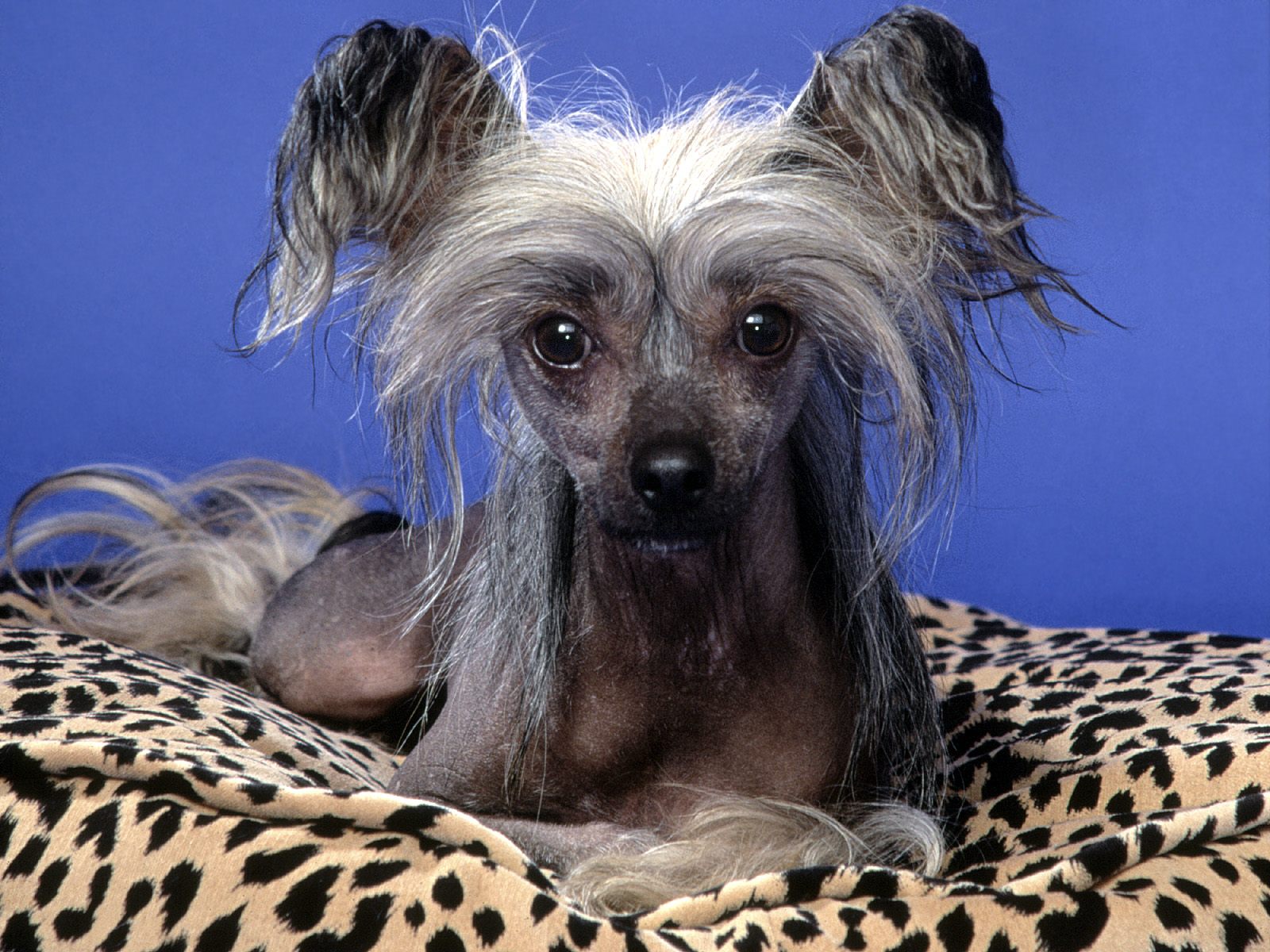 Poppy, Chinese Crested