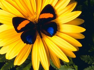 Butterfly Daisy