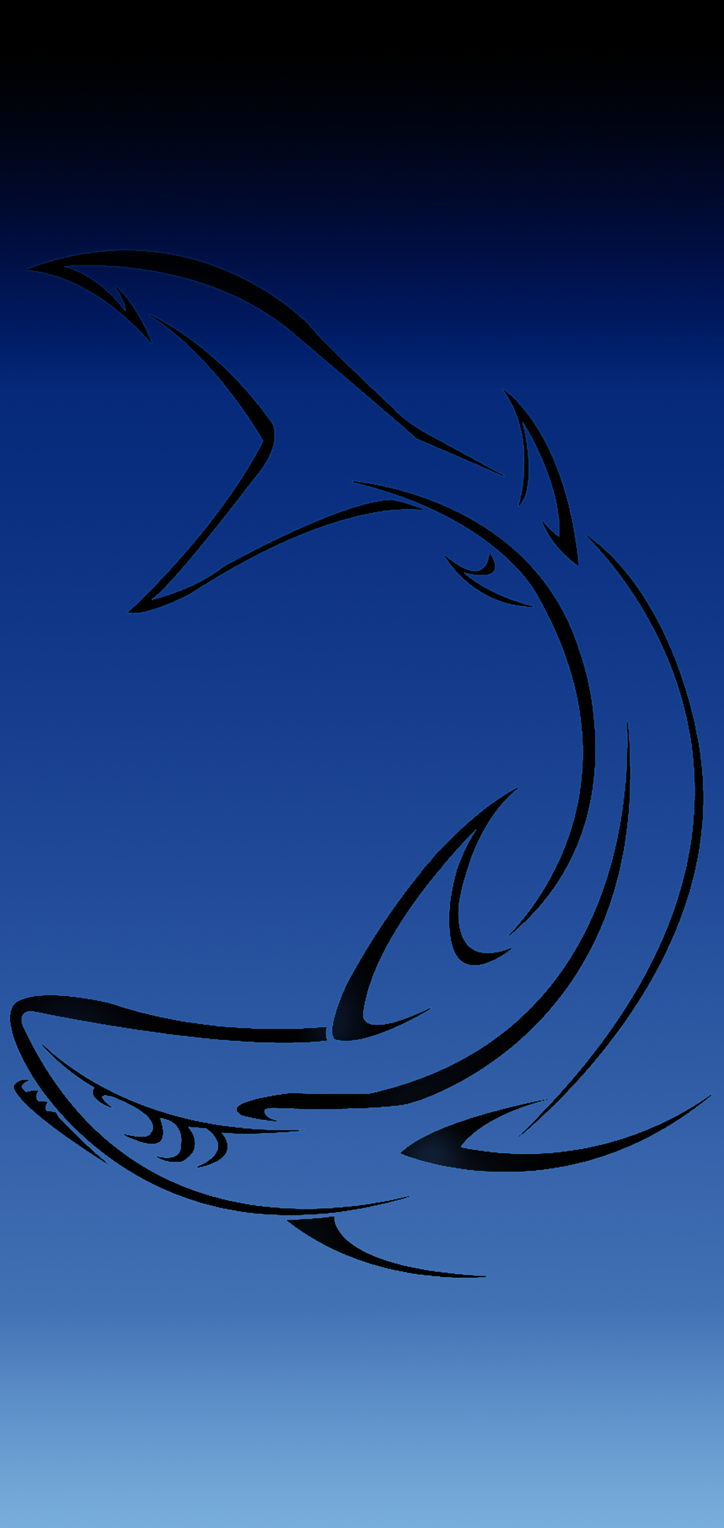 Blue Black Shark1