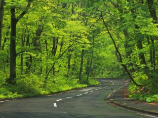 Road Trees