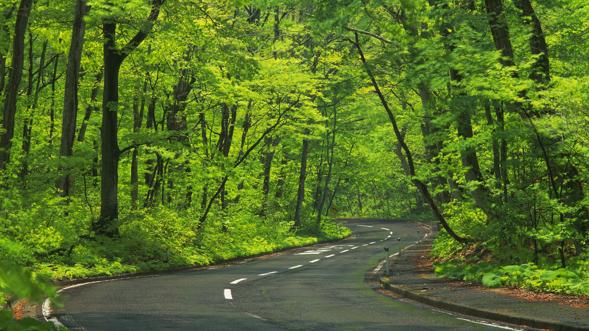 Road Trees